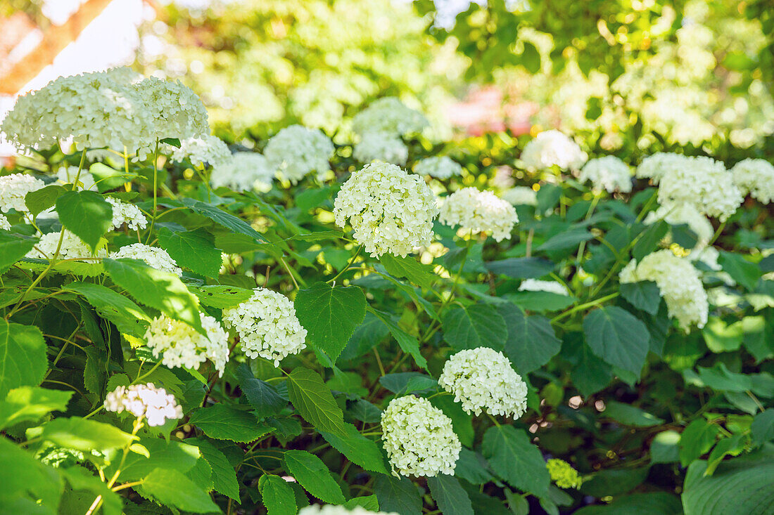 Hydrangea arborescens