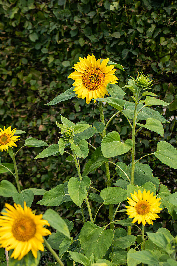 Helianthus annuus