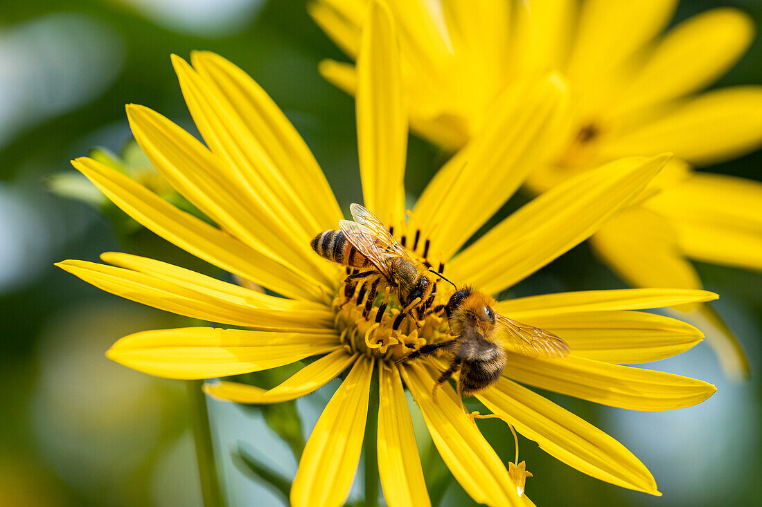 Silphium perfoliatum