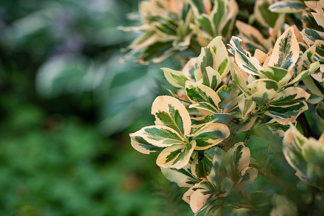 Euonymus fortunei 'Emerald Gaiety'
