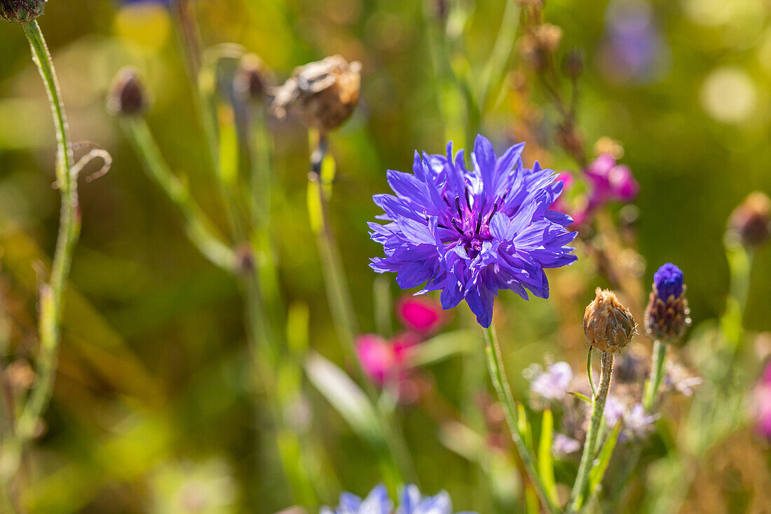 Centaurea cyanus