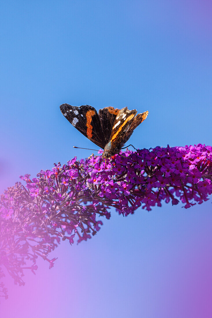 Butterfly on summer lilac flowers