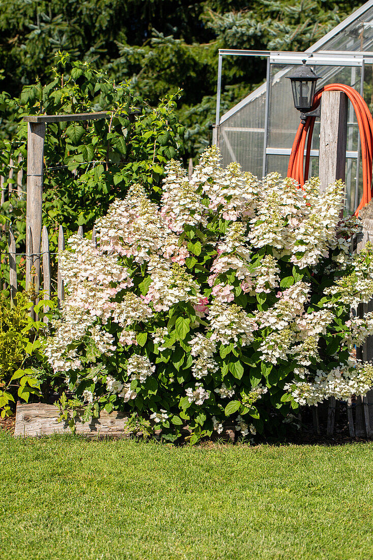 Hydrangea paniculata