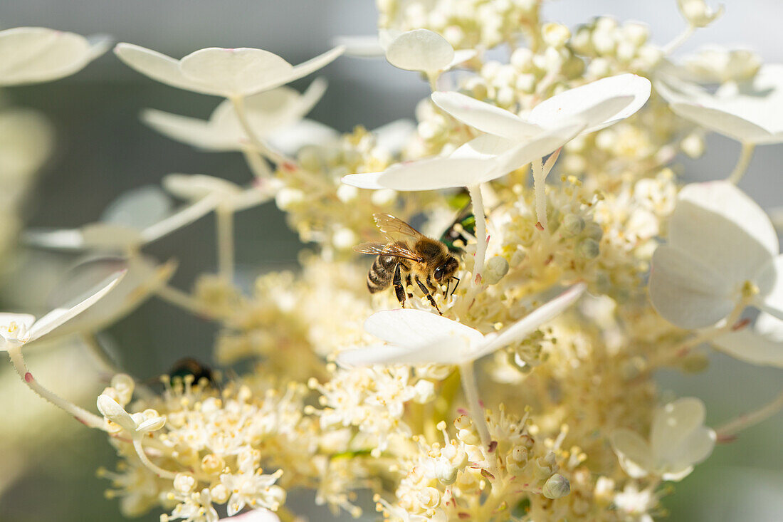 Bee on flower