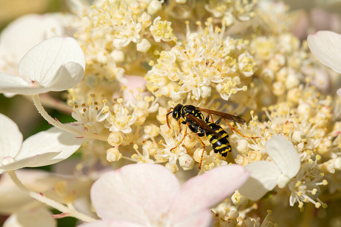 Wasp on flower