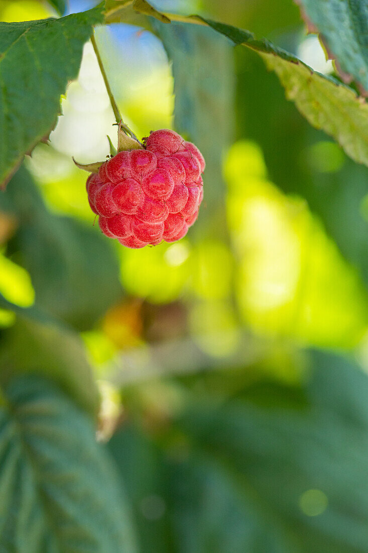 Rubus idaeus