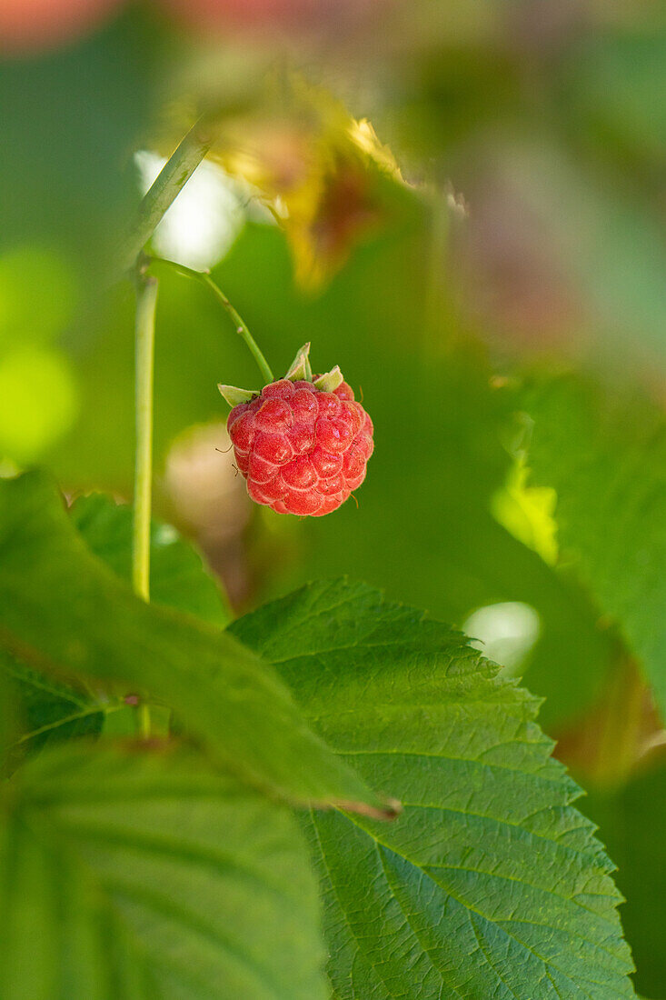 Rubus idaeus