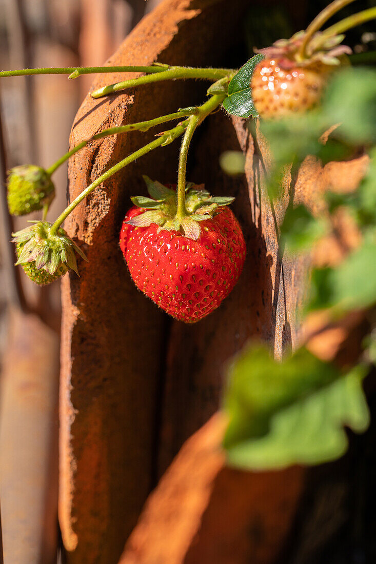 Fragaria x ananassa