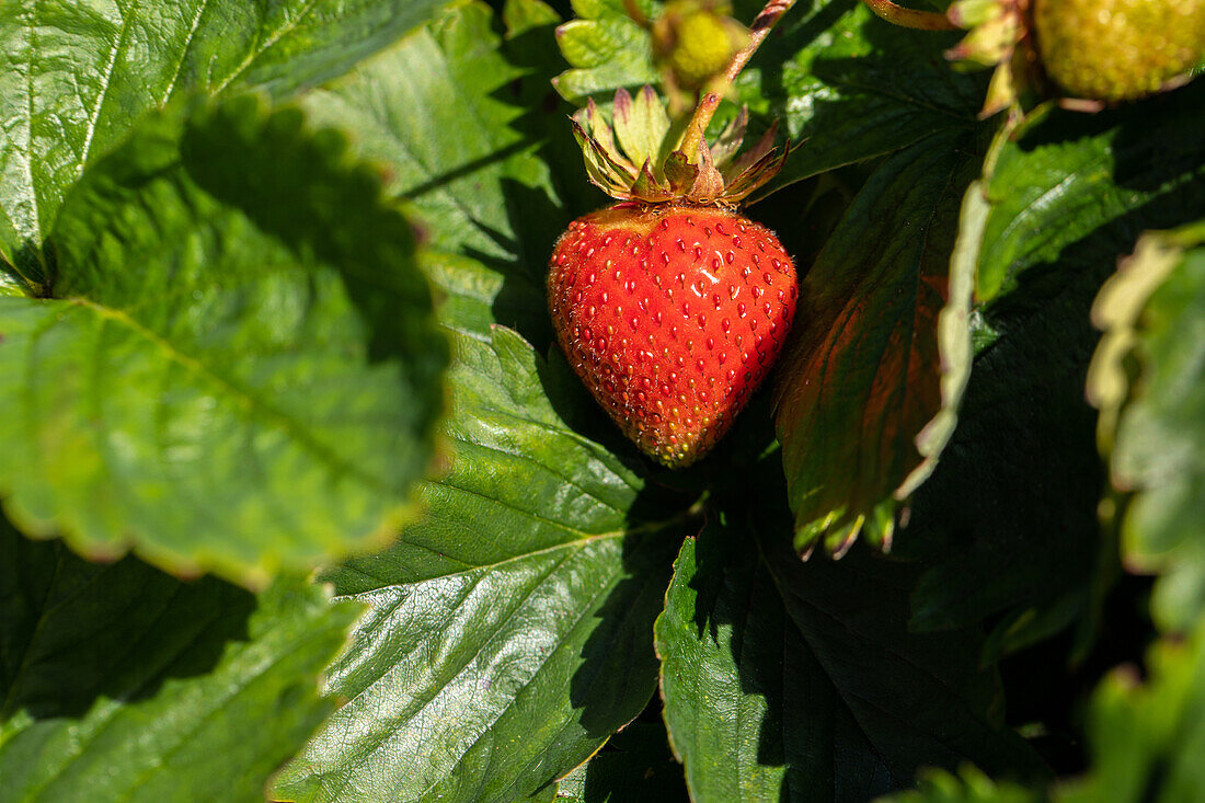 Fragaria x ananassa