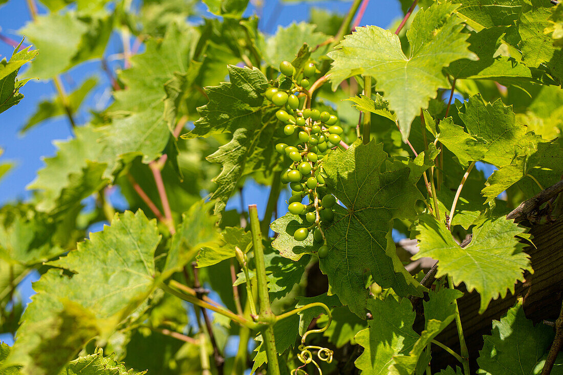 Vitis vinifera