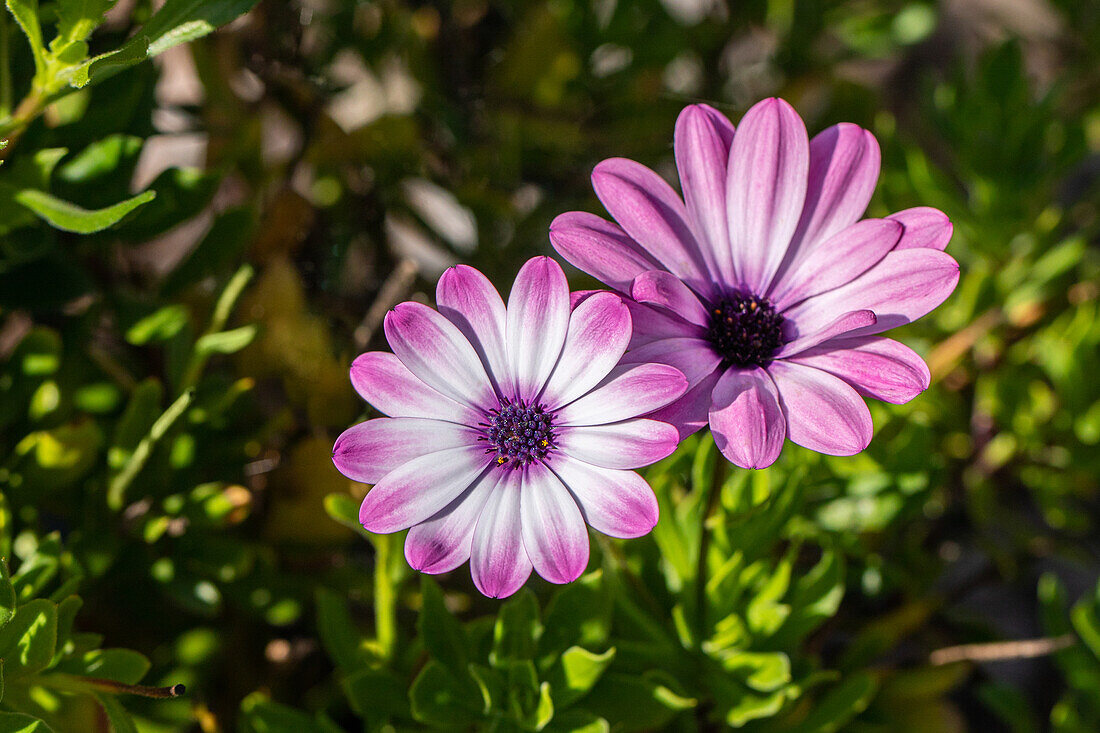 Osteospermum ecklonis, pink