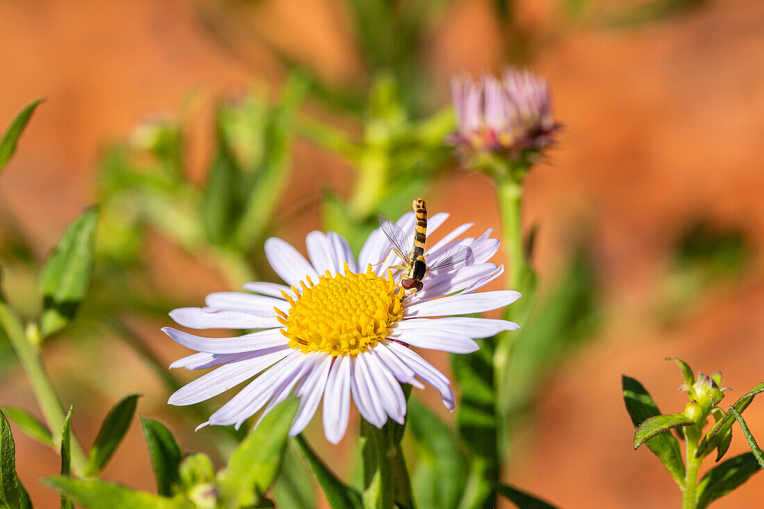 Schwebfleige auf Blüte