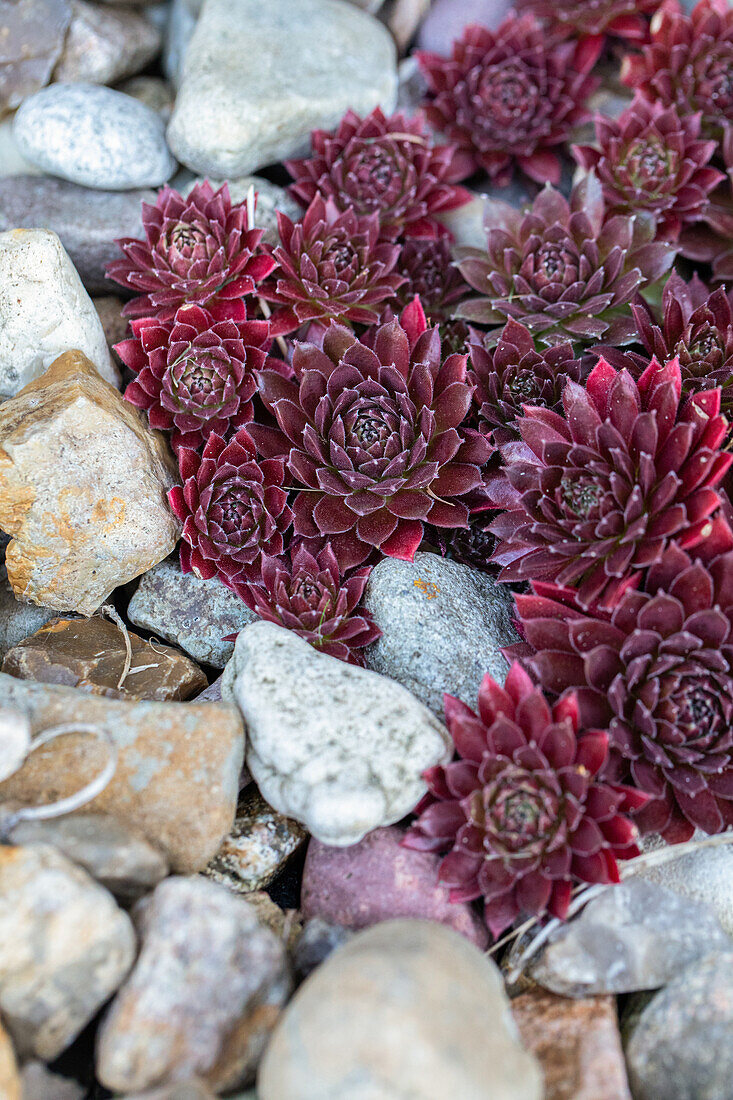 Sempervivum, red