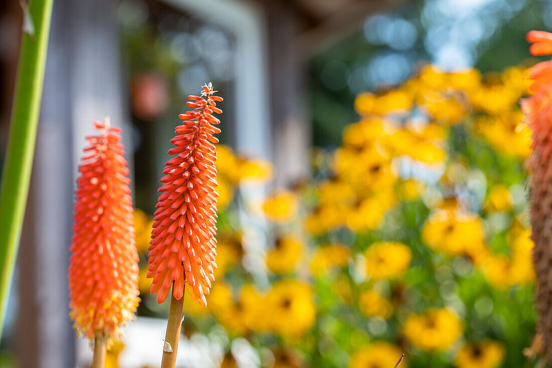 Kniphofia uvaria, orange