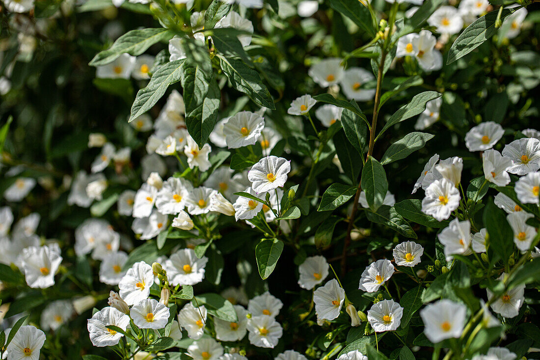 Solanum rantonnetii, weiß