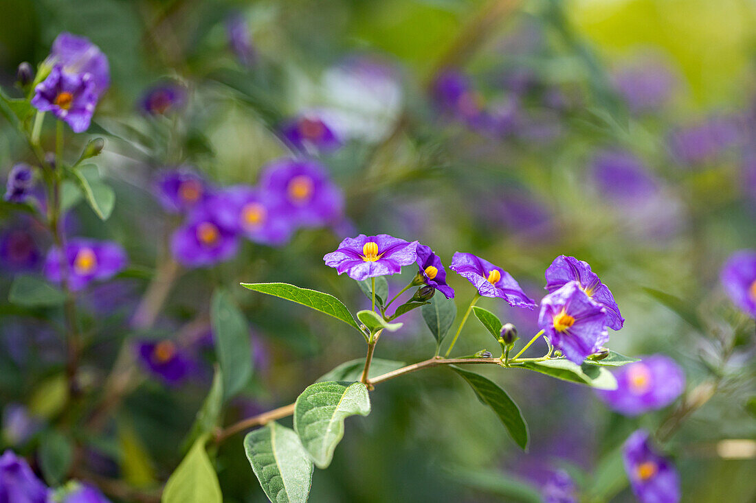 Solanum rantonnetii