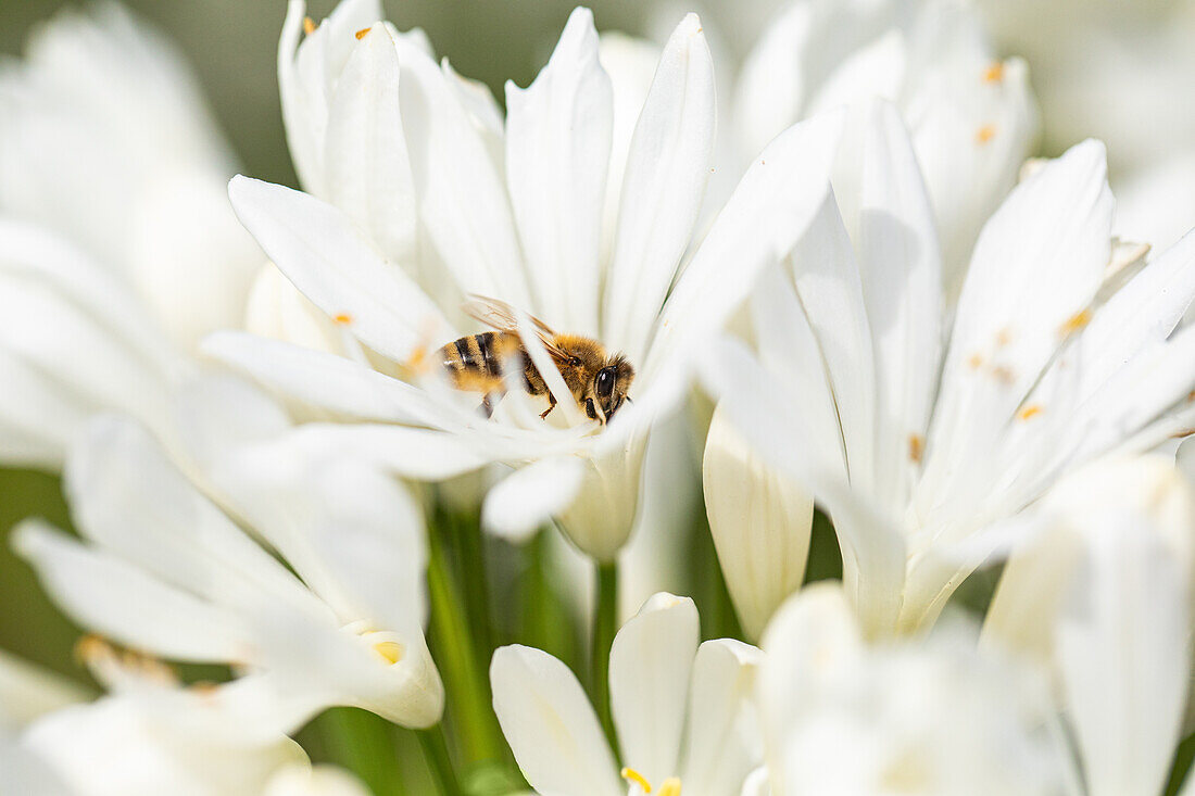 Agapanthus africanus, white