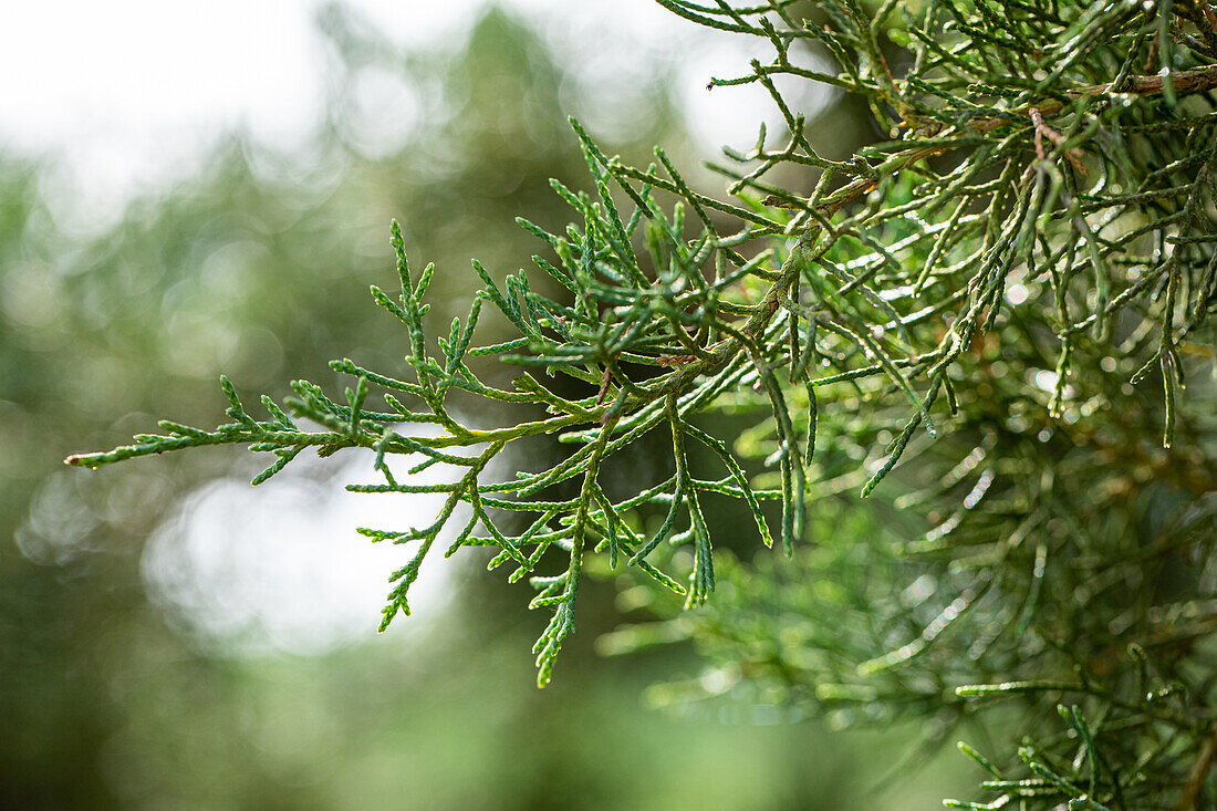 Juniperus