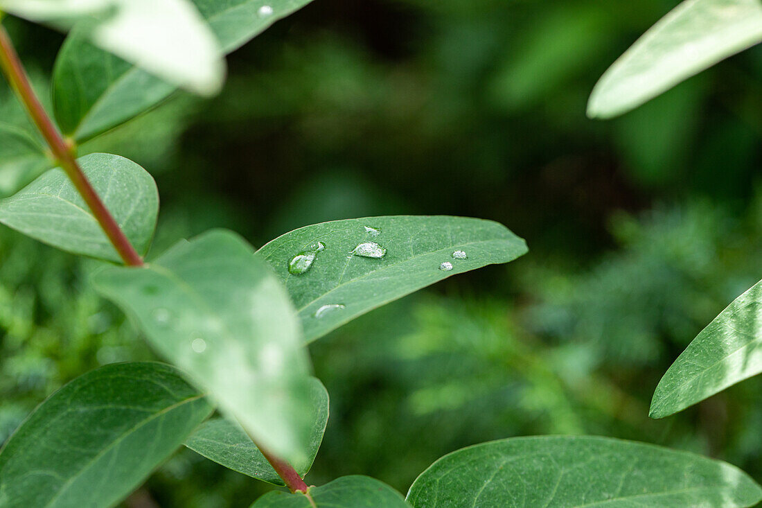 Lonicera