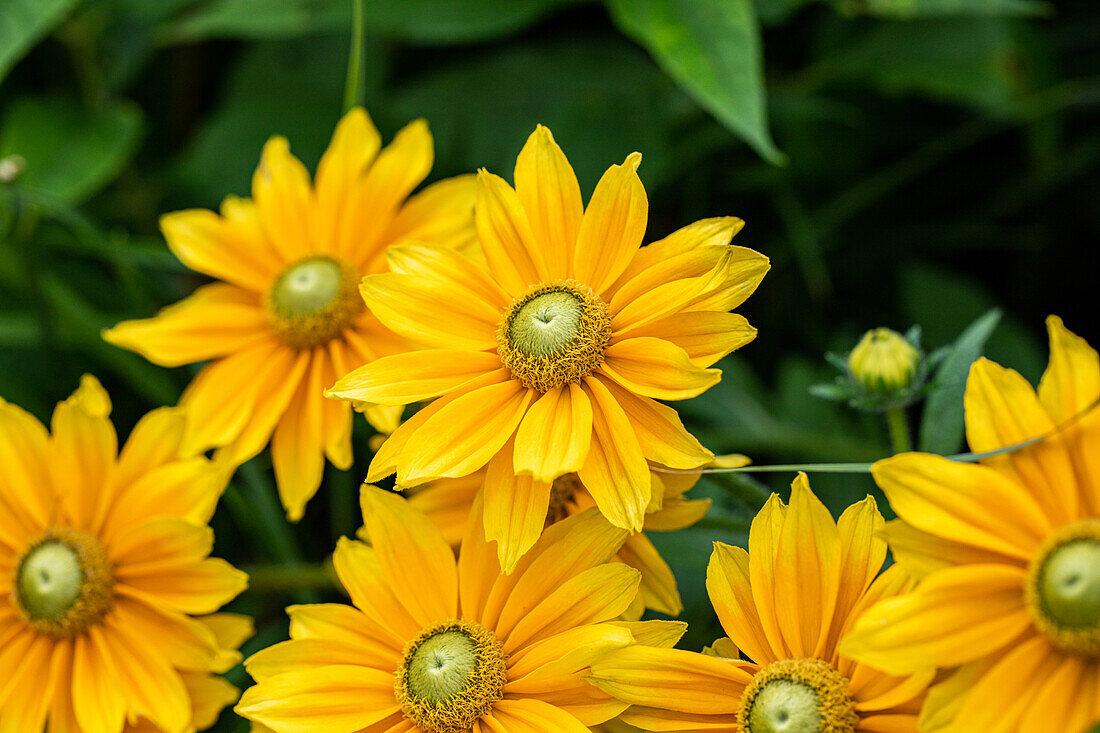 Rudbeckia hirta 'Sunbeckia