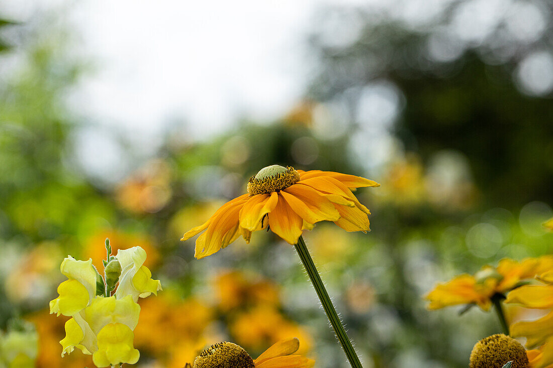 Rudbeckia hirta 'Sunbeckia