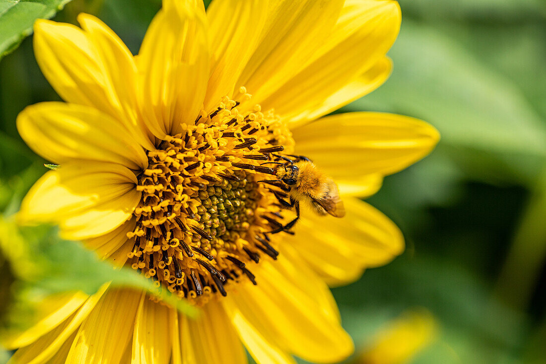 Wild bee on sunflower