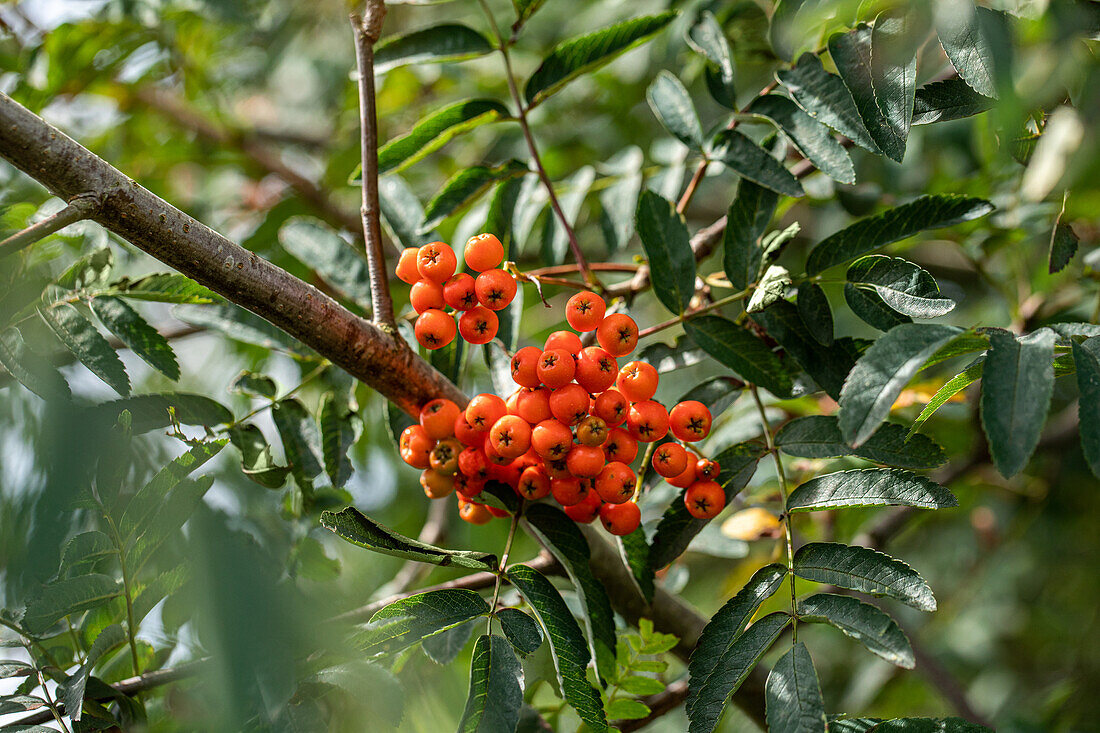 Sorbus aucuparia