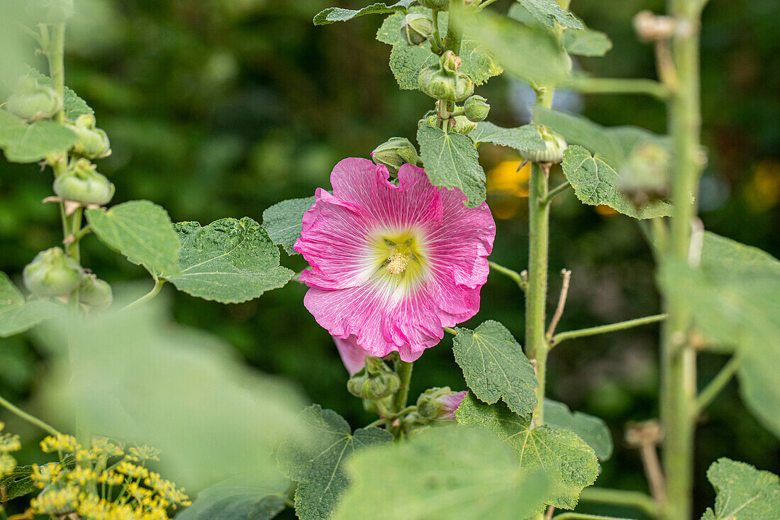 Alcea rosea, rosa