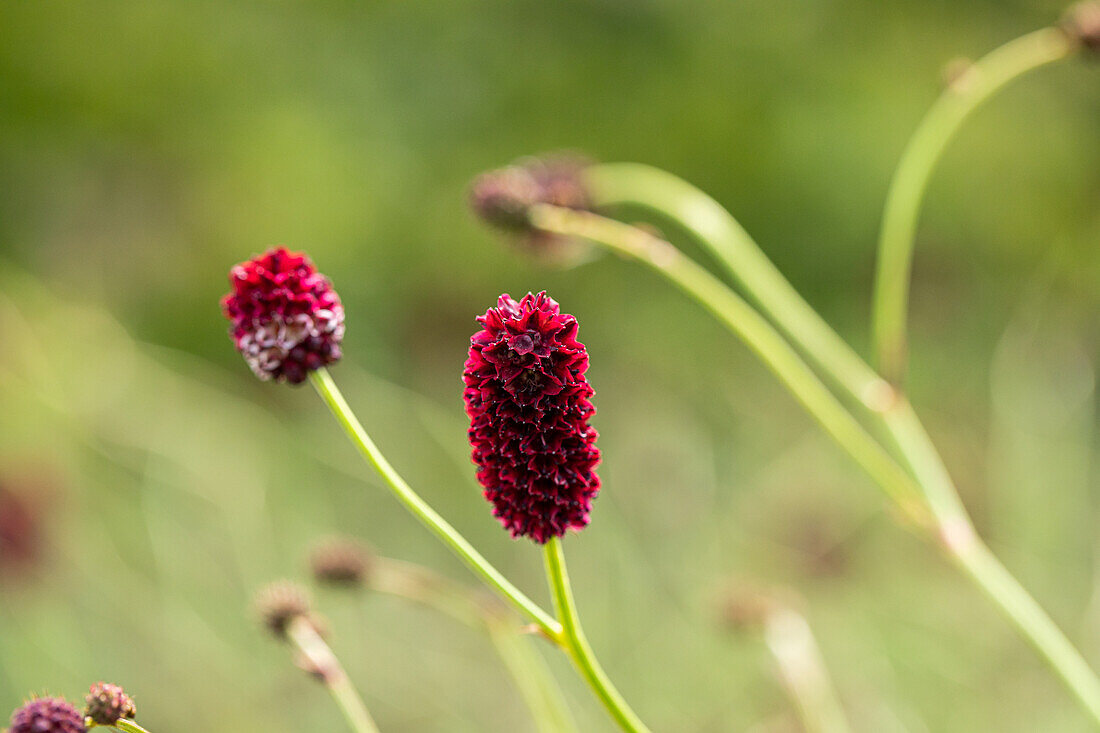 Sanguisorba officinalis