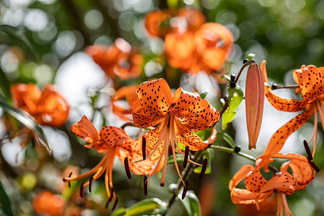 Lilium Hybride 'Avignon' 