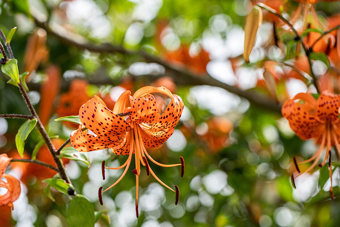 Lilium hybrid 'Avignon