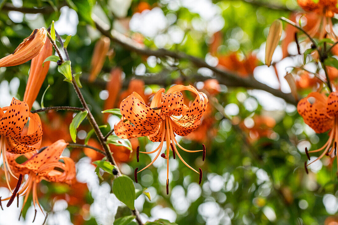 Lilium hybrid 'Avignon'