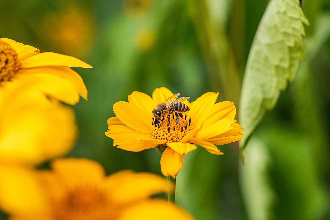 Bee flower