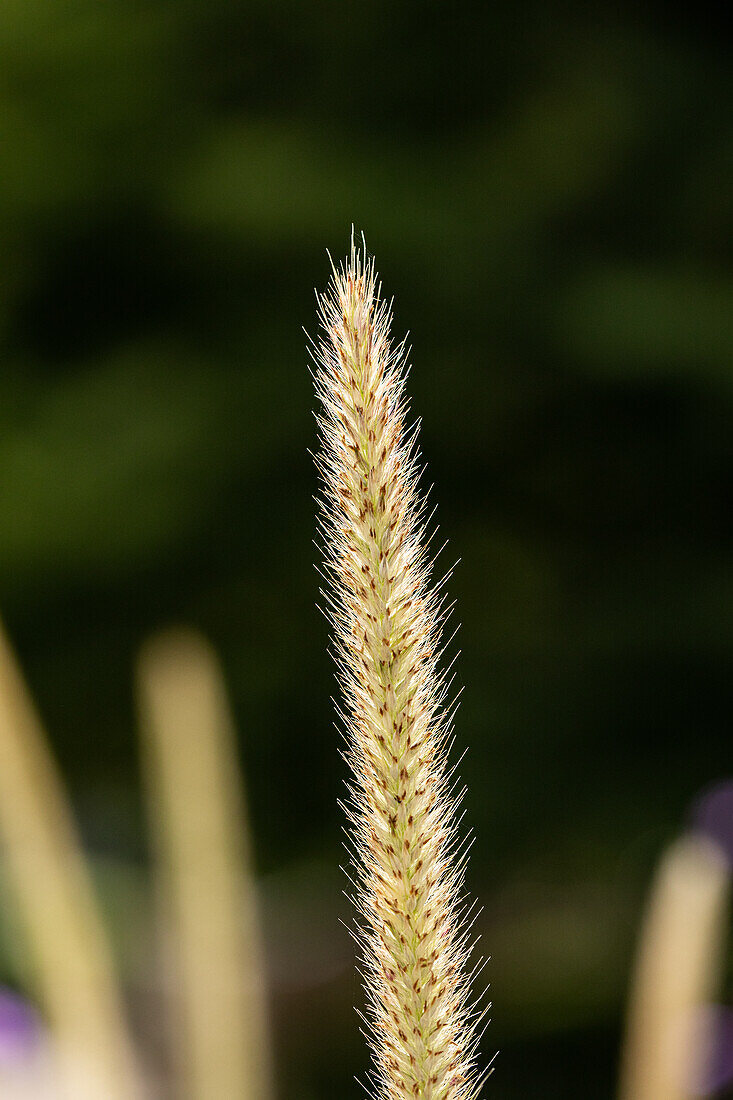 Grasses