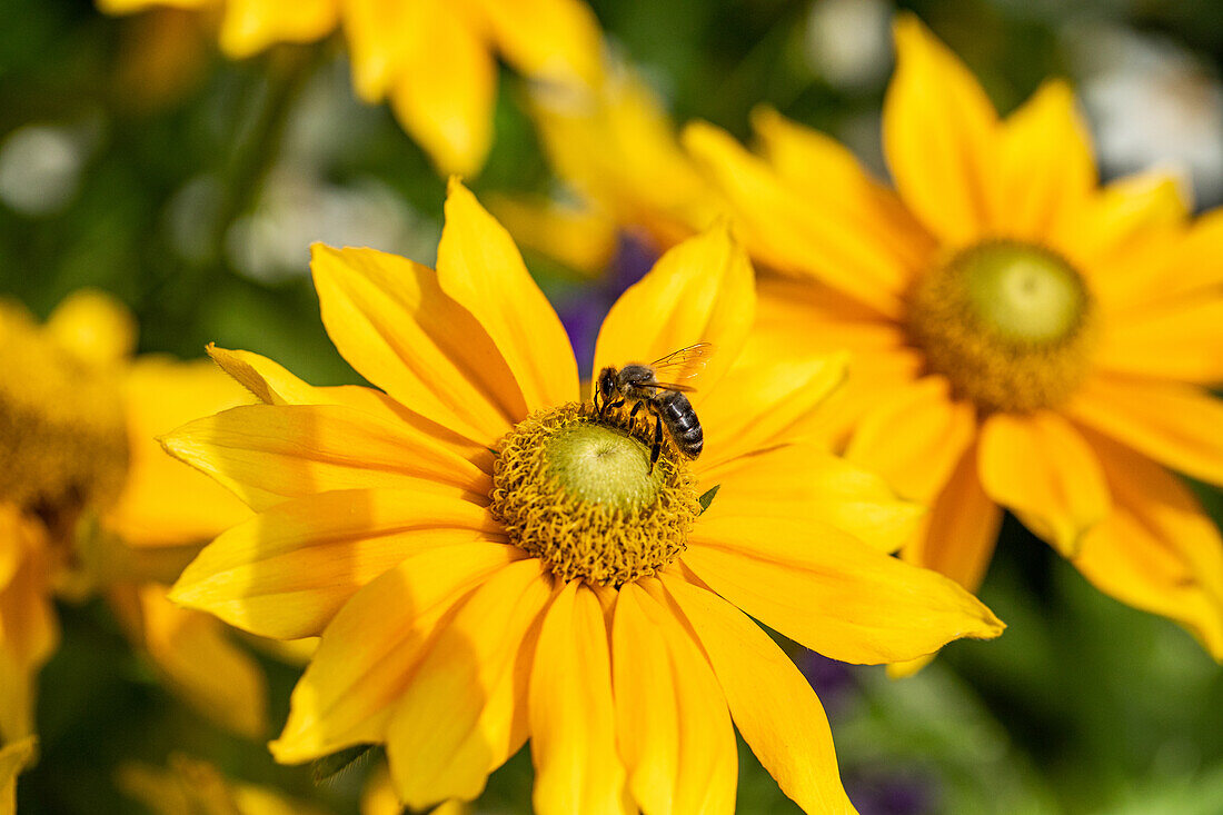 Rudbeckia hirta 'Prairie Sun'