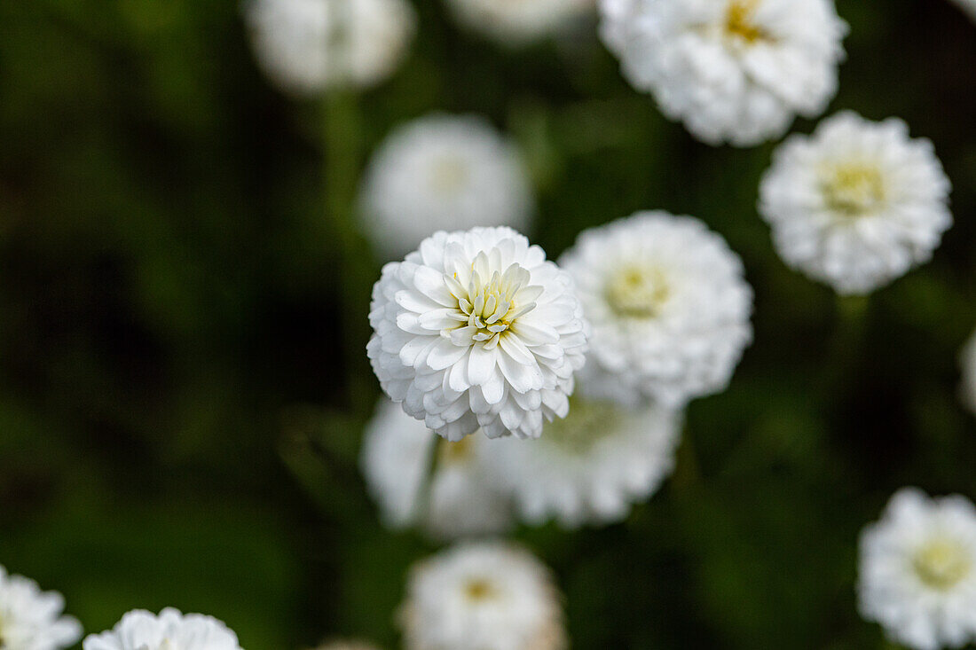 Chamaemelum nobile 'Ligulosum'.