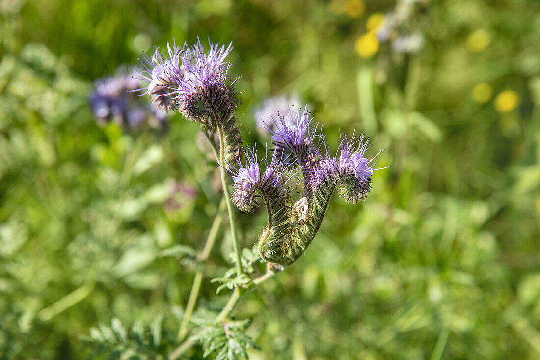 Phacelia tanacetifolia