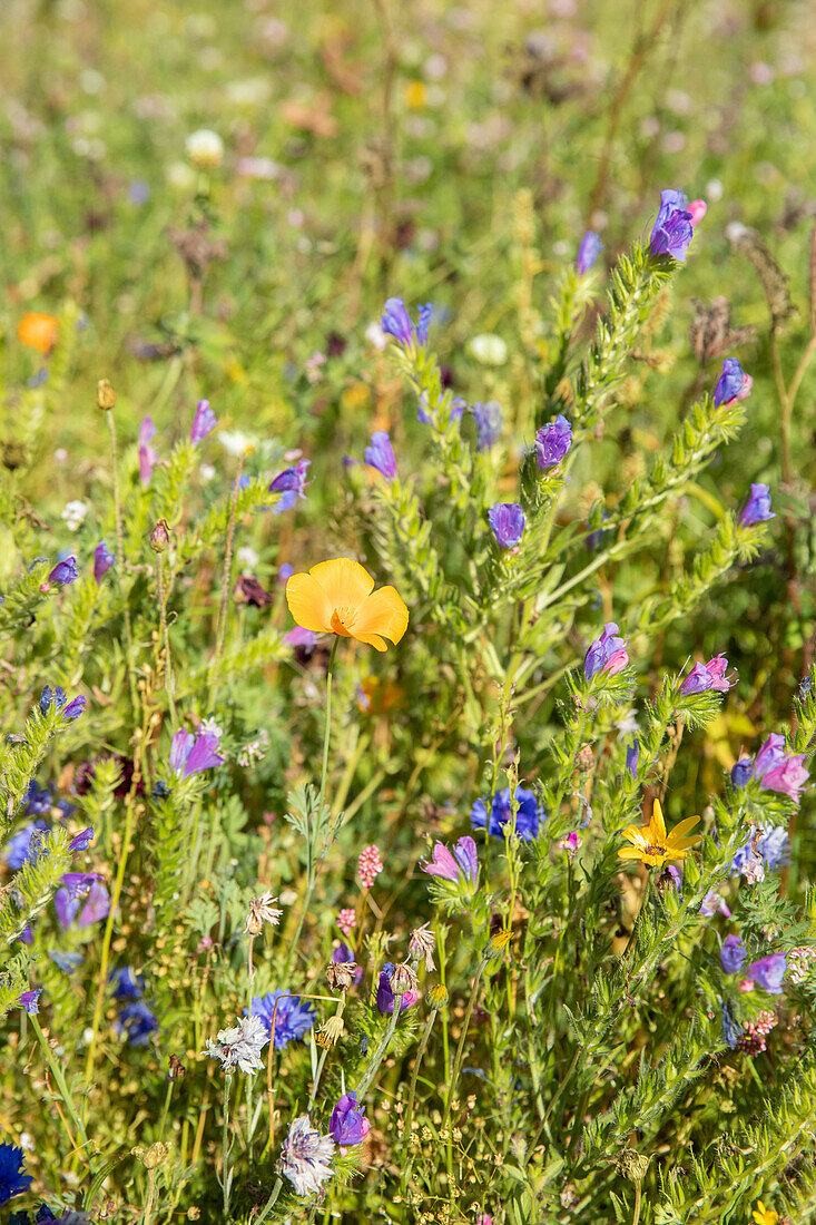 Wildblumenwiese