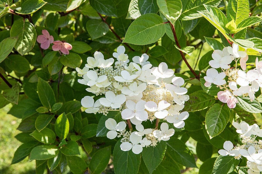 Hydrangea paniculata