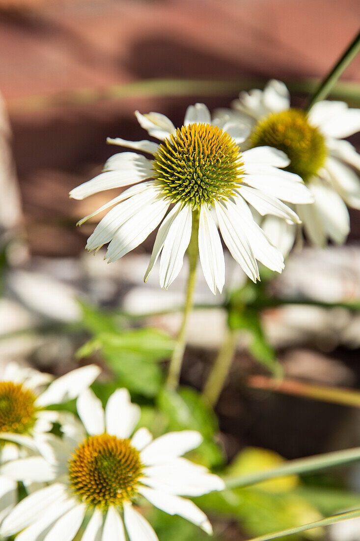 Echinacea purpurea, white