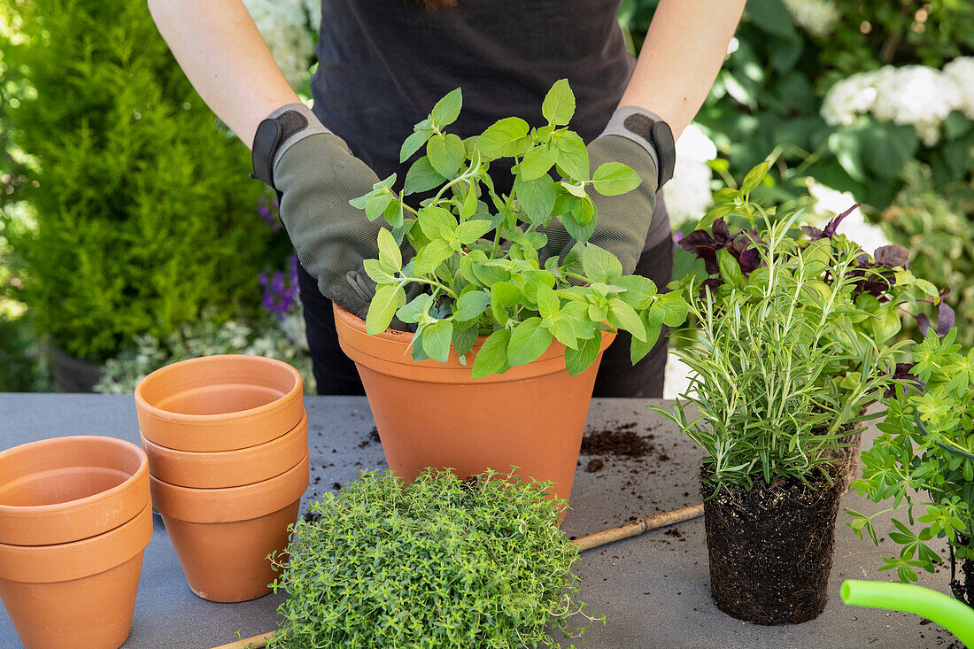 Herb tower - Planting mint plants