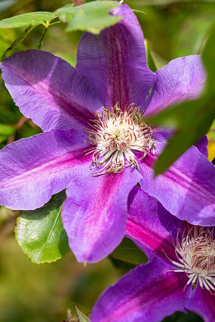 Clematis 'Mrs N. Thompson'.