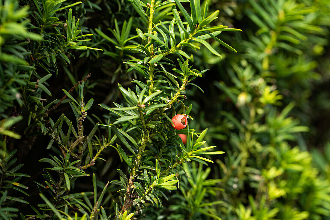 Taxus baccata