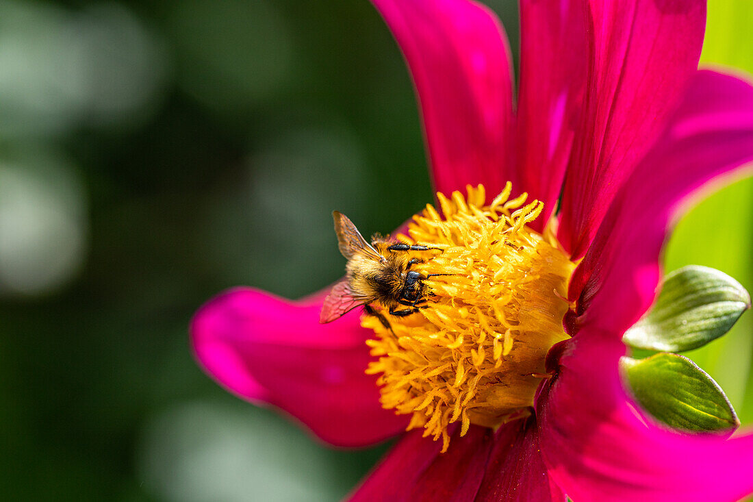Wild bee on flower