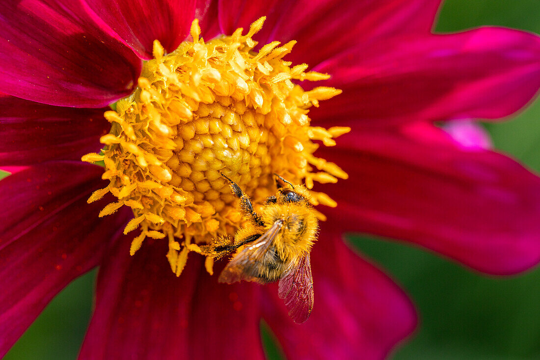 Biene auf Blüte