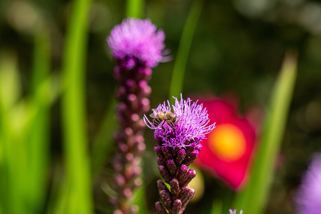 Liatris spicata, pink