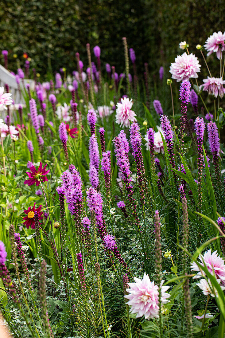 Liatris spicata