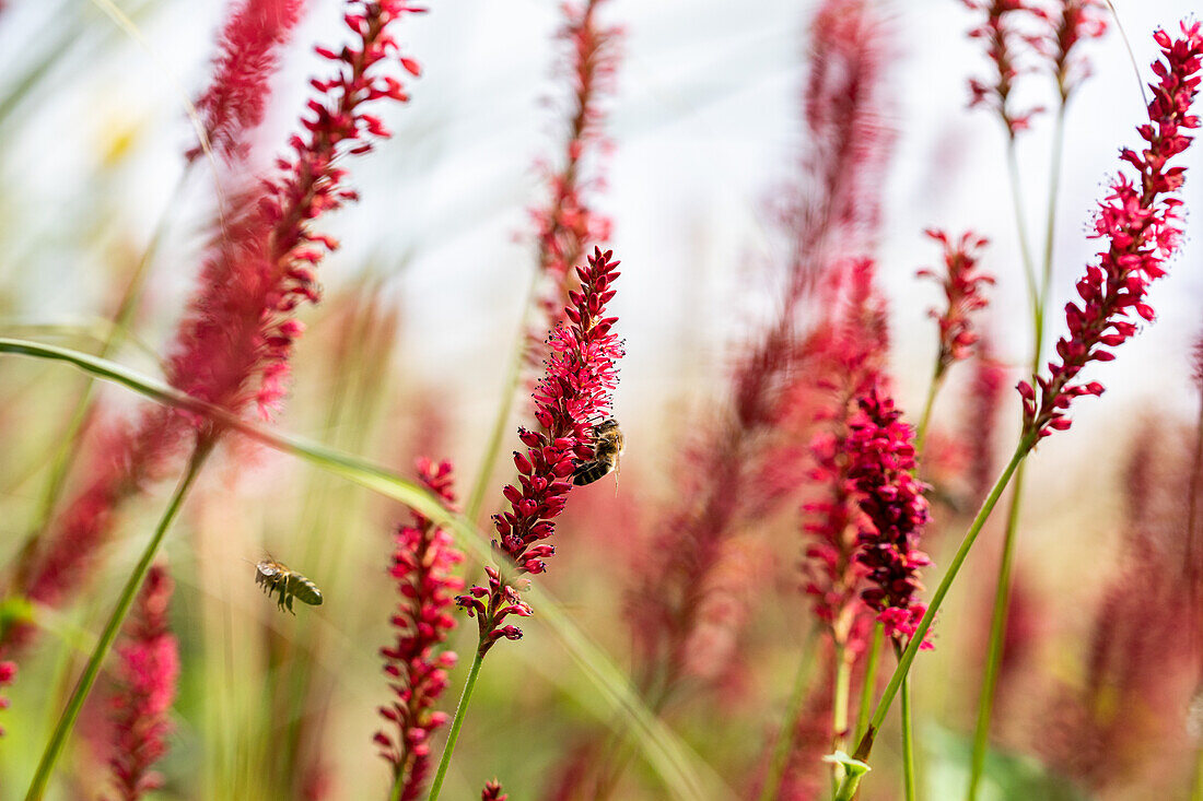 Bee in flower