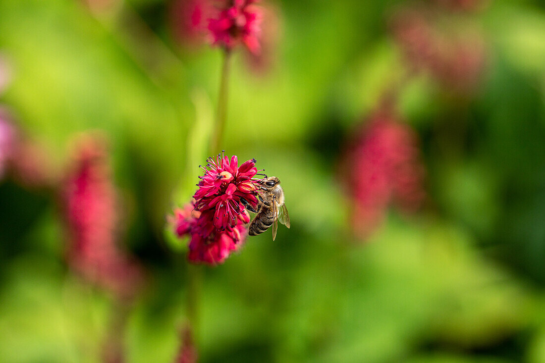 Biene an Blüte