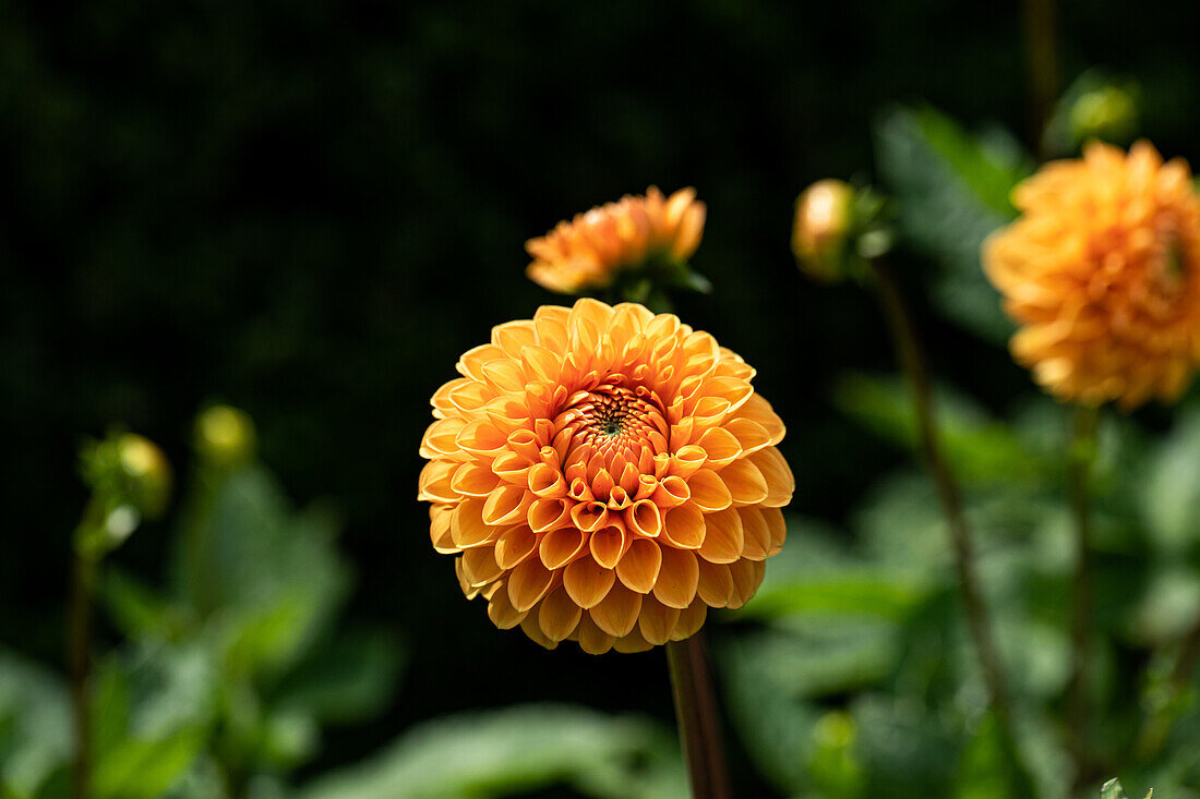 Dahlia 'Maren